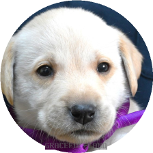 英国ラブラドールの子犬